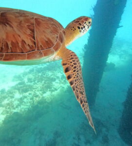 Turtle Friend, Saint Croix Retreat 2022