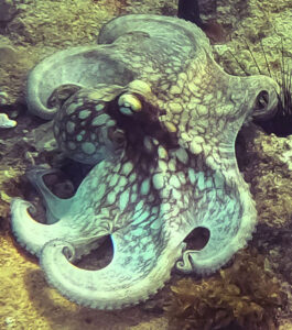 Octopus, Saint Croix Retreat, 2022