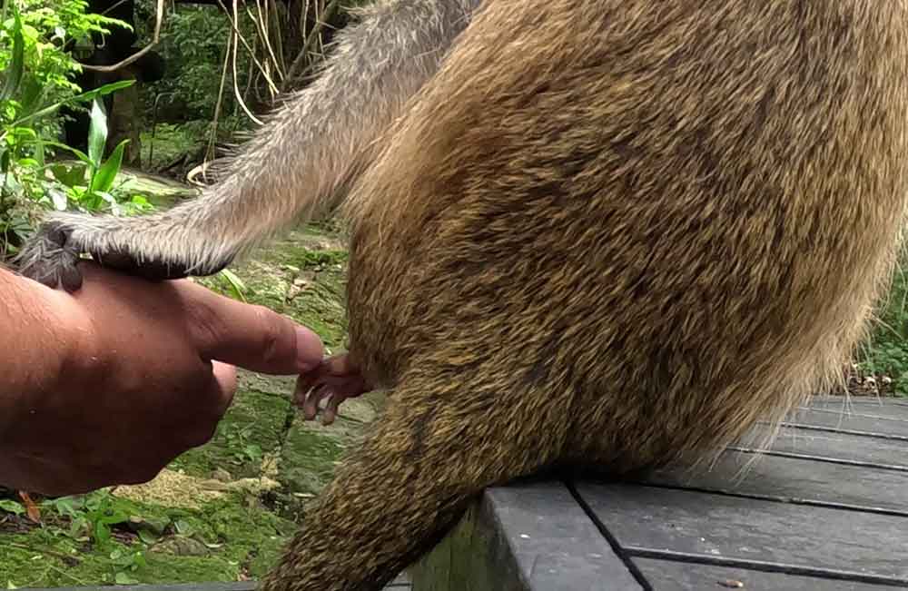 Maggie and baby monkey holding hands